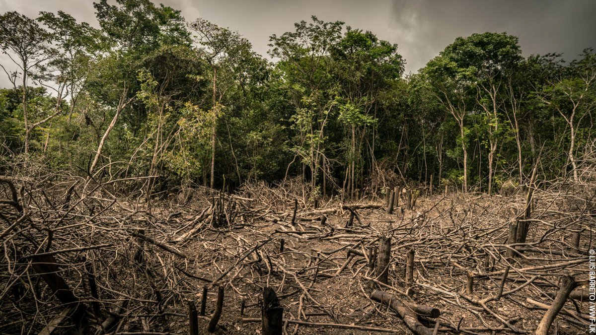 wwf_uk's tweet photo. Watching #Euro2020? Here’s a fact that will change the way you see football forever.

Every 12 seconds, an area of Amazon rainforest the size of a football pitch is deforested.

Just think how much land is destroyed during the length of a match. It’s time to #ActForTheAmazon. https://t.co/qSTgERXrA5