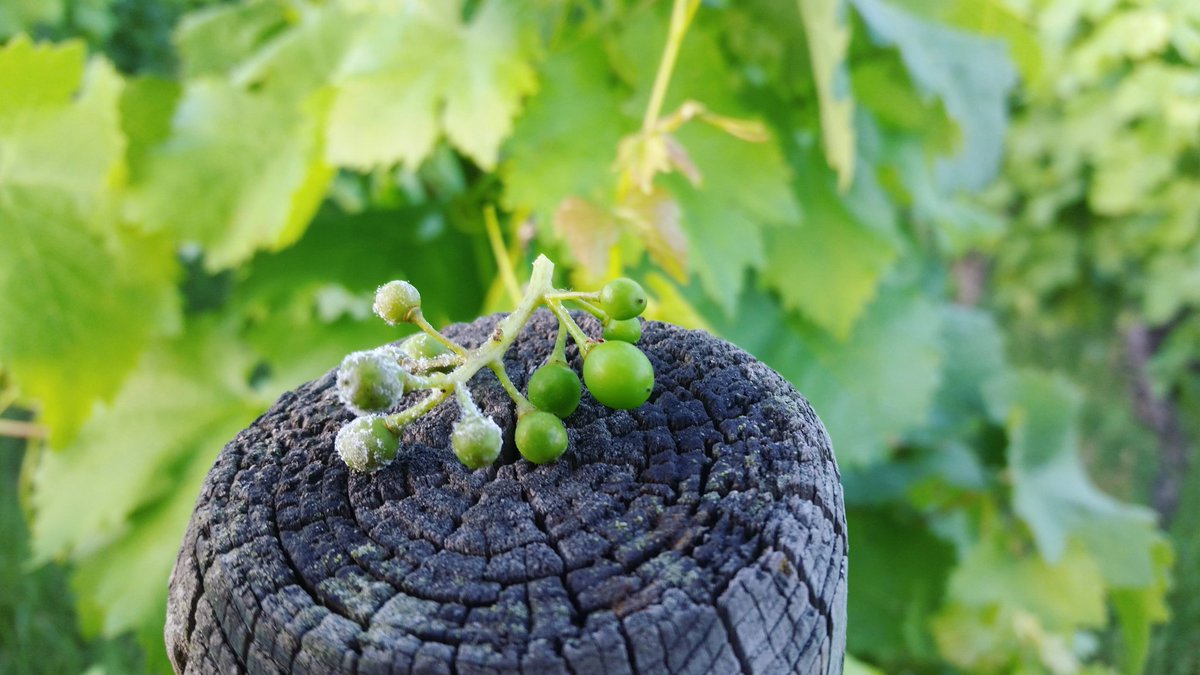 Swabianle's tweet image. Der viele Regen und das schnelle Wachstum hat jetzt bei mir dazu geführt, dass es auch Trauben mit #Peronospora ("falscher Mehltau") gibt. Der #Pflanzenschutz #imWengert21 geht leider anders als in den Vorjahren im Wochenabstand weiter.
