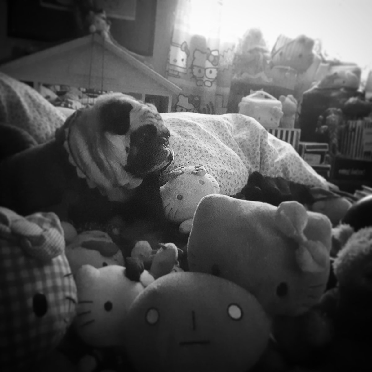 DanDanPurin's tweet photo. "Wake Up"
Fotografía
Ponyo 2021
#pug #pugsoftheday #pugslife #pugstagram #pugsnotdrugs #pugloversclub #pugstar #puglove #Puglia #pugmania #pugsarethebest #pugliciou #pugalreview #puglife #pugs #パーグ #犬 #かわいい #おはよう #like4likes #likeforlike #like4like https://t.co/6fHTxt7gz8