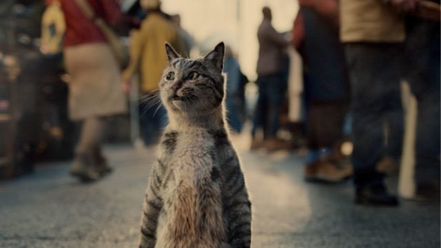 shakir_wdg's tweet image. Just watched the new Vanquis Credit Card on t.v….  The cats brilliant 👍🏻🐾