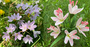 chipublib's tweet image. Next week #CPLMakerLab&apos;s current Maker-in-Residence Katelyn Patton teaches a workshop on creating spring beauty flowers with crepe paper. 💐✂ Limited supplies and spaces are available. Visit our website to sign up and learn more. #MakeSummerYours.
chipublib.bibliocommons.com/events/60ddcfc…
