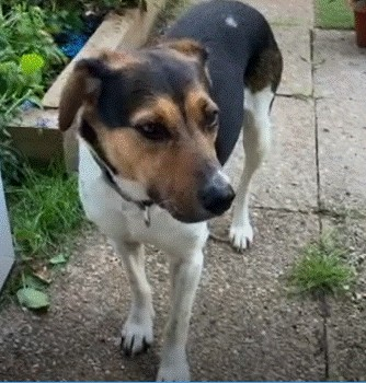millypod1's tweet photo. 🆘ROSIE #Lost #ScanMe Cross Breed Female
Longport/Spring Lane/St Martins Hill area #Canterbury #CT1 
Homed 8 days ago, Bosnian Street #Rescue
SIGHTINGS☎️01227 634511/ 07895 133232
https://t.co/s88zCfON8G https://t.co/QOY30zZALs