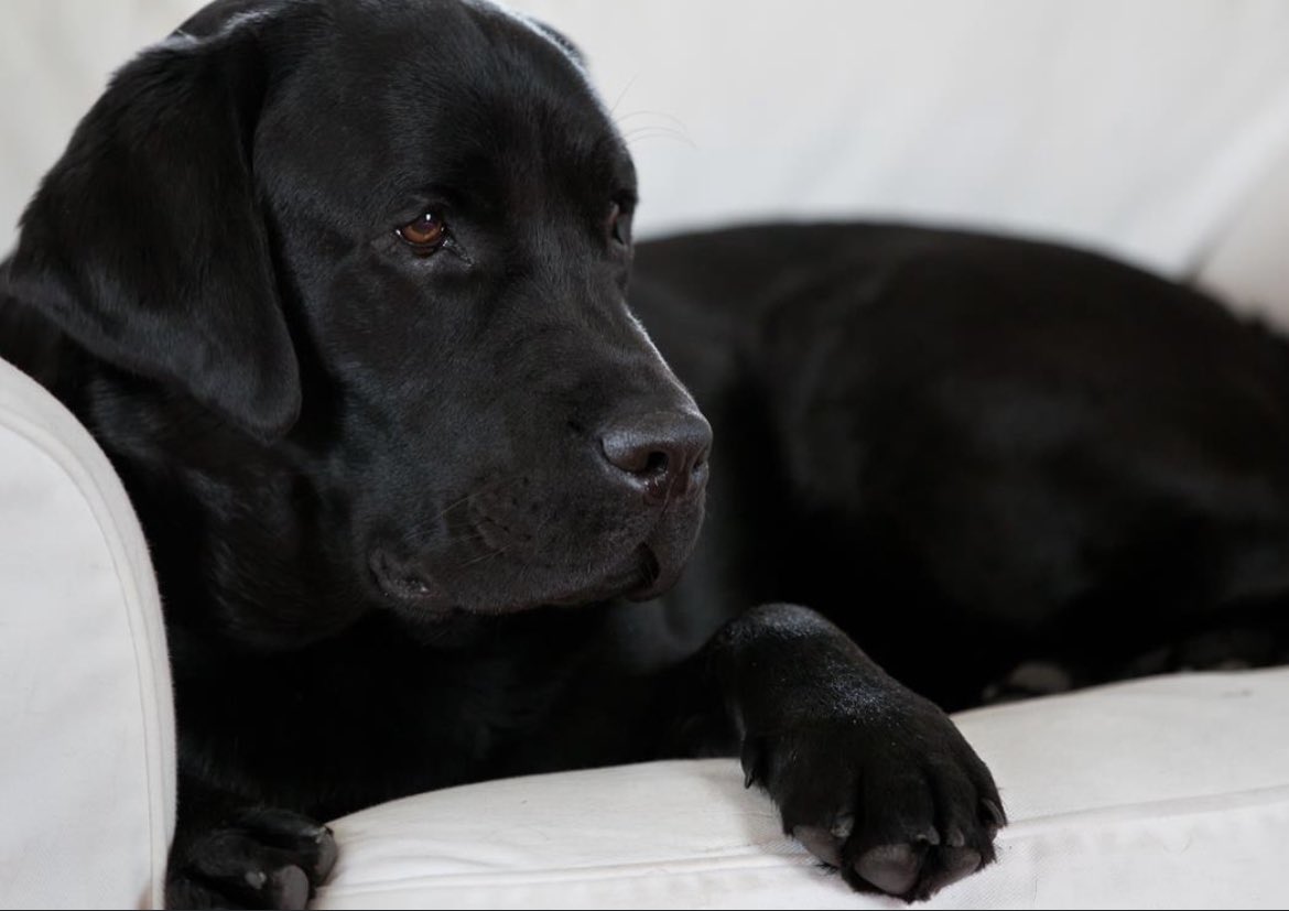 LarsParonen's tweet photo. @lisakirbie After you take the first photo of your lab lying on the new sofa, it will seem like a good idea only when your vision is severely limited and/or you don’t ever have people over. https://t.co/qh05hI1a8H