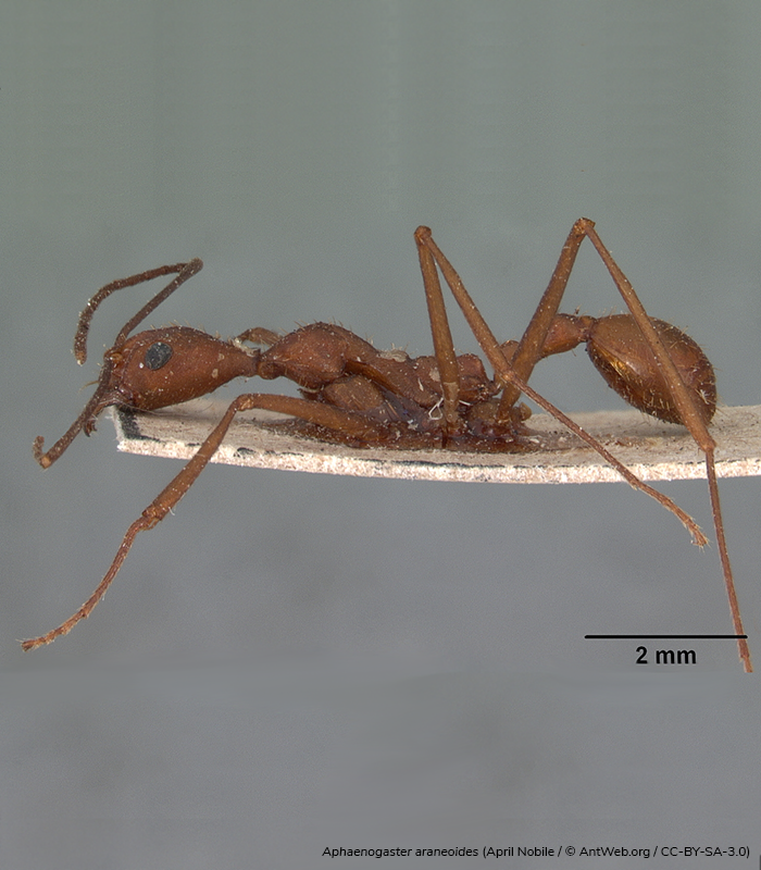 EntsocAmerica's tweet image. NEWS: The Entomological Society of America has removed “gypsy moth” and “gypsy ant” as recognized common names for two insect species in its Common Names of Insects and Related Organisms List. Read more: entsoc.org/entomological-…