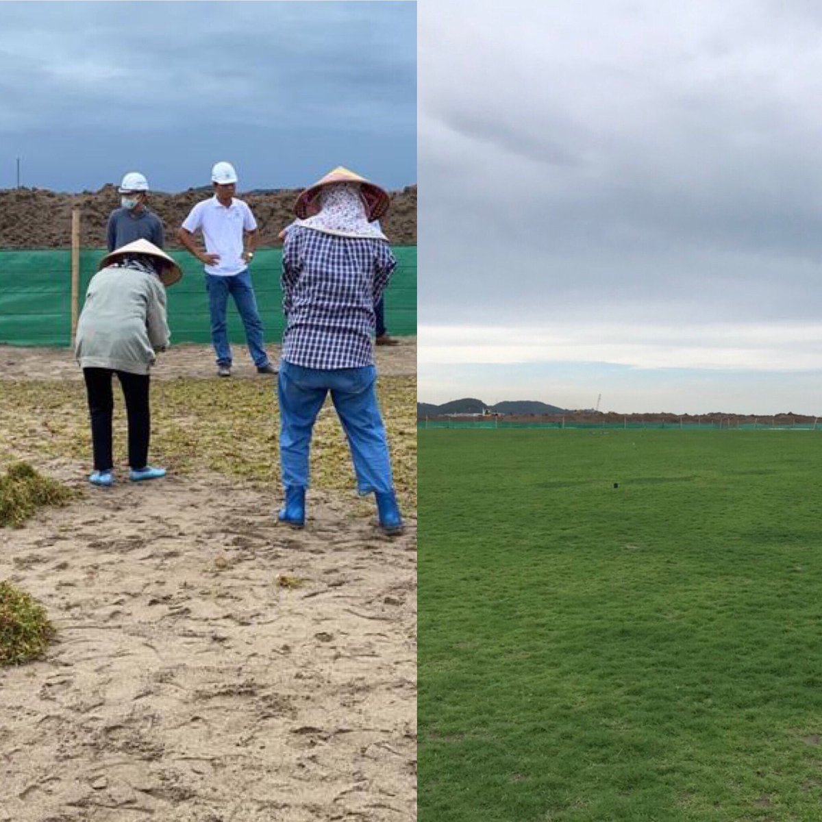 atlasturf's tweet photo. The rapid grow-in speed of Platinum TE Paspalum can be seen at the turf nursery for the new Dragon Do Son golf course in Hai Phong City, Vietnam. Just 29 days after sprigging!
#platinumtepaspalum #quickestablishment #turfgrassexcellence #vietnamgolf #gregnormangolfcoursedesign https://t.co/oYkJXsBs7y