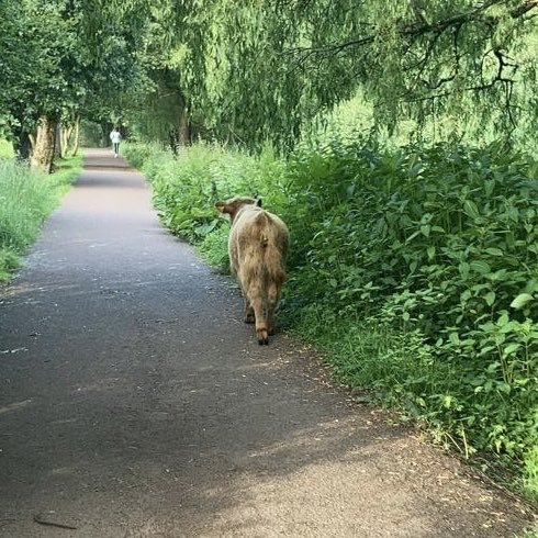 Poloc Cricket Club tweet media