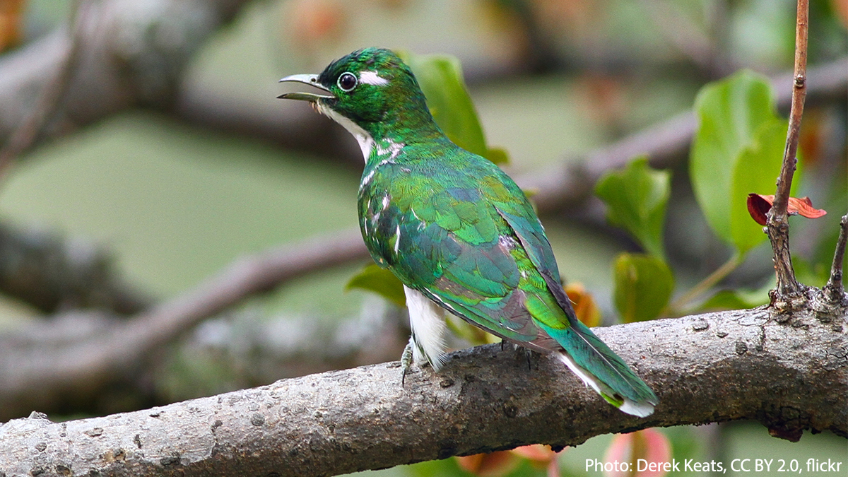 American Museum of Natural History tweet media