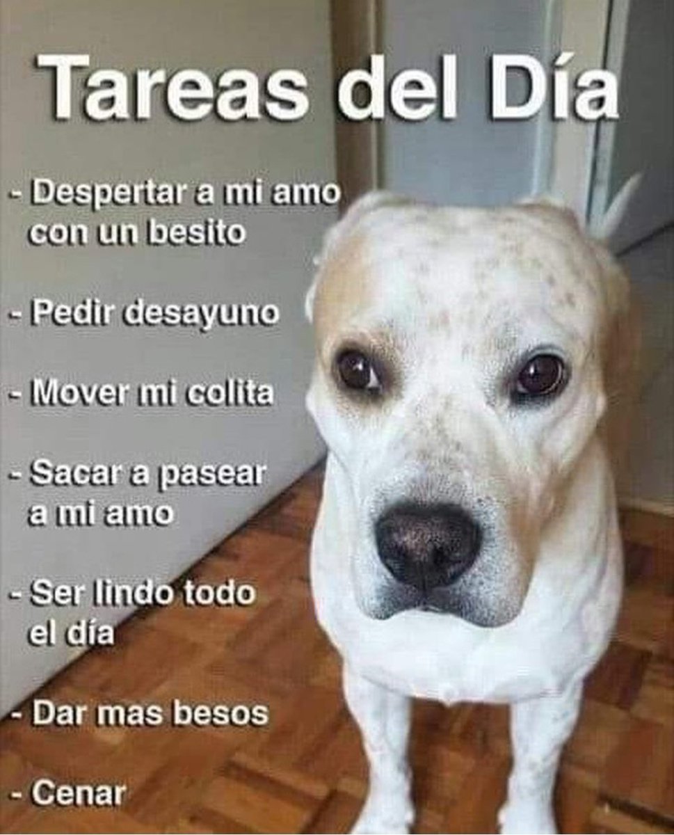 Perrito responsable. 😍