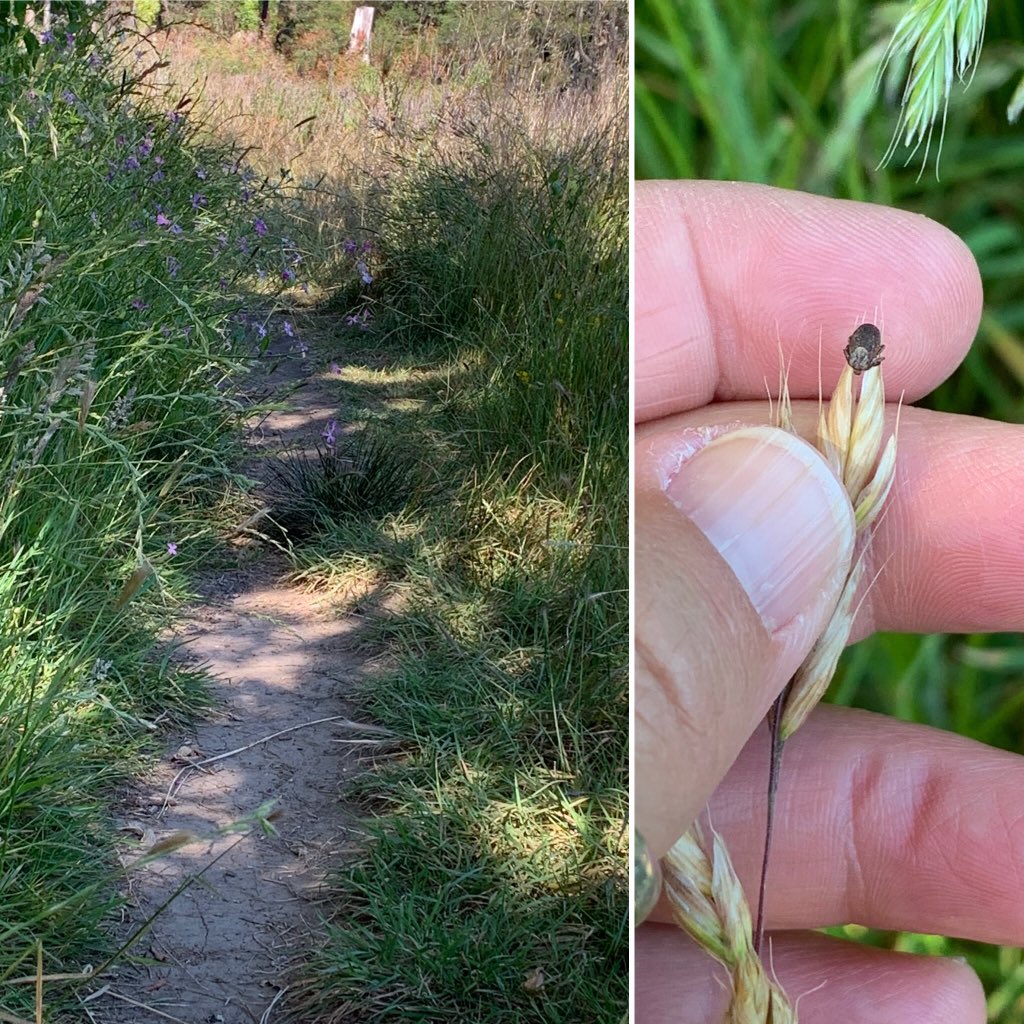 This trail looks harmless enough, right? Wrong! The overgrown vegetation is perfect habitat for ticks. If you look close enough you might see one on a tip of the grass. Stay tick safe-Avoid trails with overgrown vegetation, wear repellent &amp; check yourself for ticks.