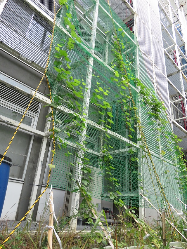 北九州市立大学 公式 ホップ観察8 かなり伸びてきて蔓同士が絡まってるところもあり 成長すると高さ6m位になるそうですよ ひびきのキャンパスのホップはどれくらい伸びるかな 北九州市立大学 北九大 国際環境工学部 ひびきの ホップ