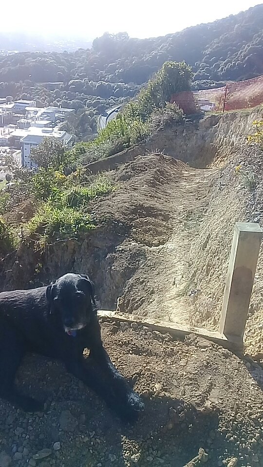 Good mornings mahi with gordy making a new jump to get past the slip on churnobull.