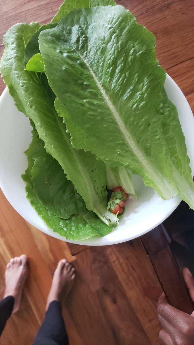 Mrs_ESD's tweet photo. Picked these fresh beauties from the garden for a quick fix earlier.
#homegardening #lockdownfarmer https://t.co/KBFypE0UrR