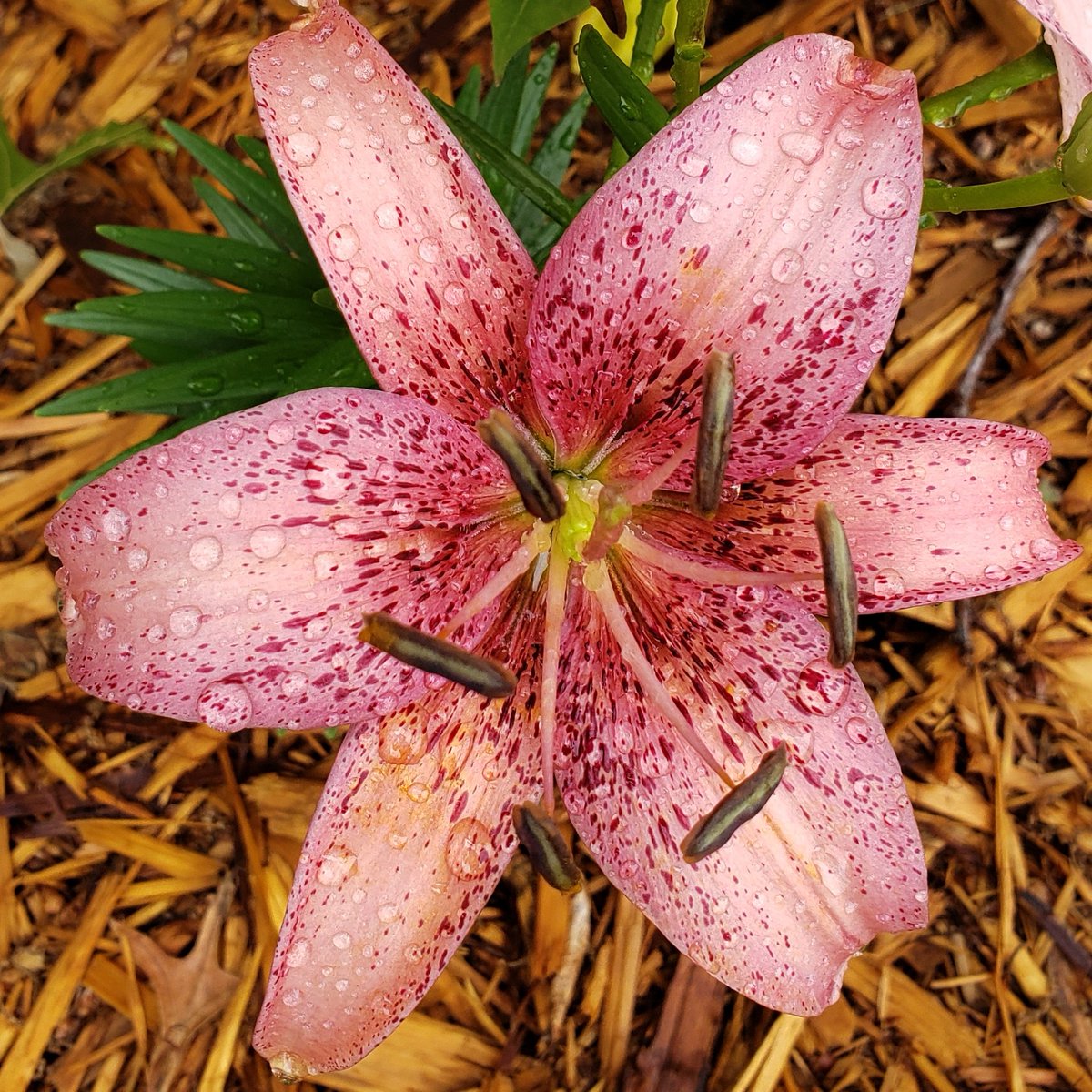 mjs_phone's tweet photo. #Lilies Assortment of lilies blooming in our garden 
@nikki20291300 https://t.co/jBY10U6mKt