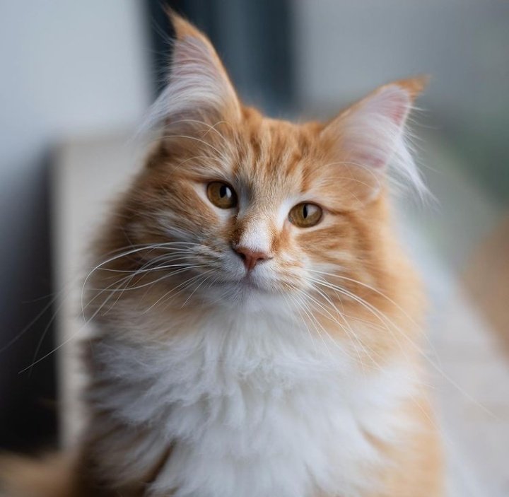 🐱 tweet media