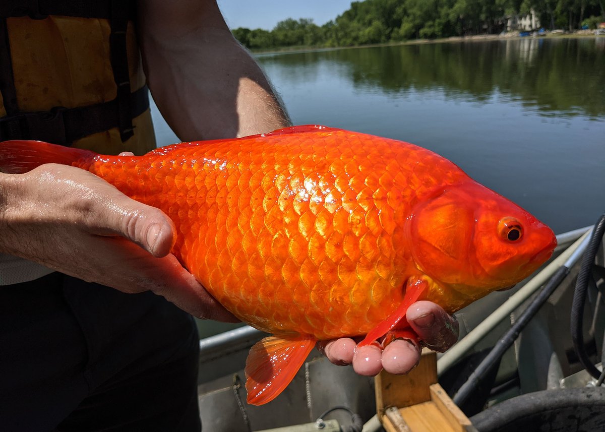 Please don't release your pet goldfish into ponds and lakes! They grow bigger than you think and contribute to poor water quality by mucking up the bottom sediments and uprooting plants. Groups of these large goldfish were recently found in Keller Lake.