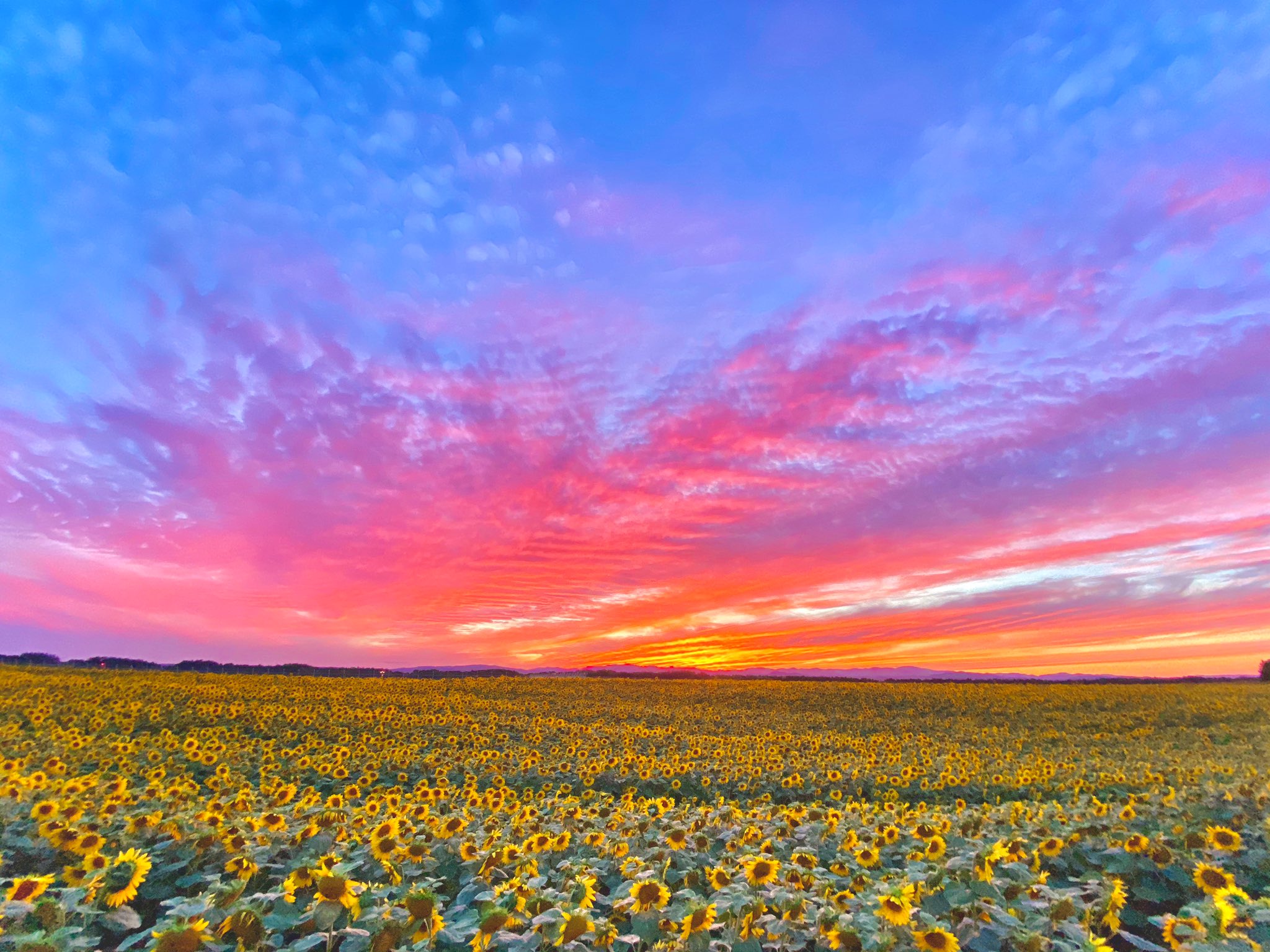 鶴雅 山村誠 函館大沼エプイ 副支配人 昨日に引き続き 女満別空港脇ひまわり畑 第二段 感動の夕焼け空 天候状況が整えば こんなに素晴らしい ひまわり 夕焼けけ雲 をご覧いただく事が出来ます 網走の観光は刑務所しかない なんて