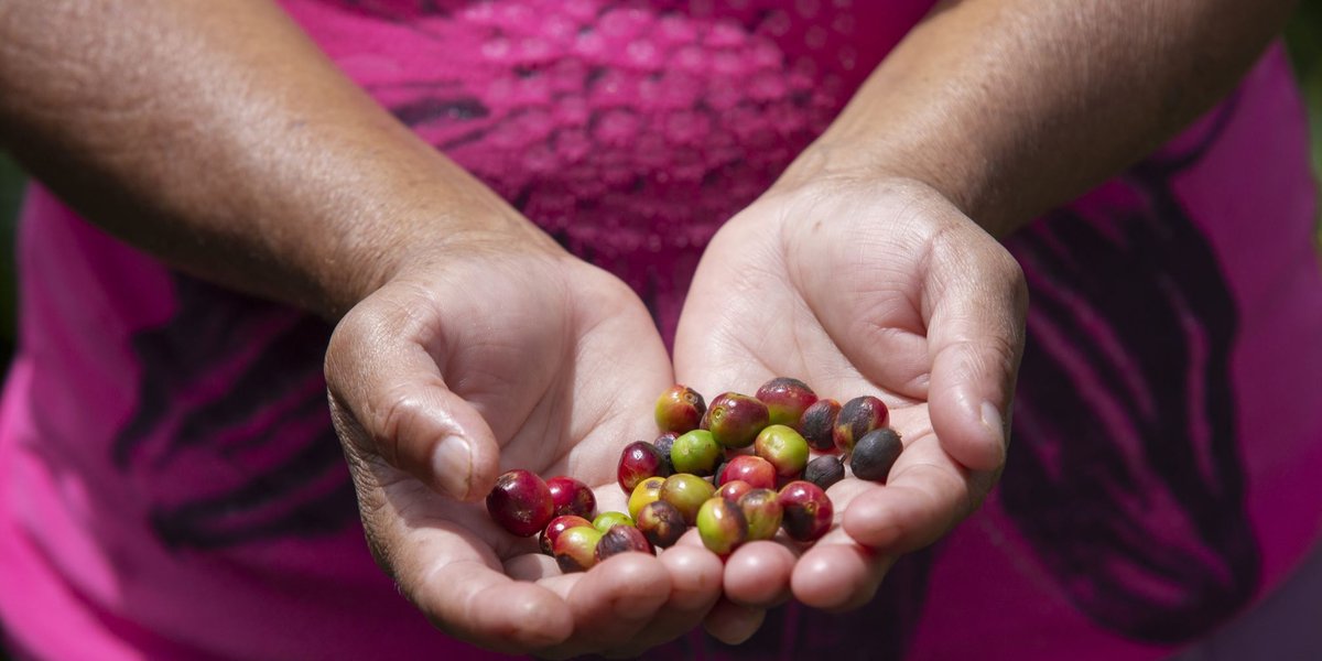 IBM and <a href="/Heifer/">Heifer International</a> International work with coffee and cocoa farmers in Honduras to increase access to data and global markets via IBM Food Trust blockchain technology and IBM Watson Decision Platform for Agriculture. Learn more: ibm.co/2TJDUrv