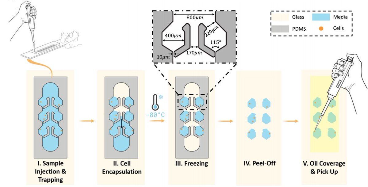 WarkianiLab (@warkianilab) on Twitter photo Check out our new work on the use of static droplets for easier single-cell analysis, eliminating the need for expensive and complex equipment.
<a href="/Lin__Ding/">Lin Ding</a> <a href="/PayarRadfar/">PayarRadfar</a> <a href="/meys_08/">meysam Rezaei</a> <a href="/majidew/">Majid Ebrahimi Warkiani</a>
#MicrochimicaActa <a href="/SingleCellMedia/">Single Cell Media</a> <a href="/scell_papers/">Single Cell papers</a> <a href="/EI_single_cell/">EI Single Cell now @whatchamacaulay.bsky.social</a>
doi.org/10.1007/s00604… Check out our new work on the use of static droplets for easier single-cell analysis, eliminating the need for expensive and complex equipment.
<a href="/Lin__Ding/">Lin Ding</a> <a href="/PayarRadfar/">PayarRadfar</a> <a href="/meys_08/">meysam Rezaei</a> <a href="/majidew/">Majid Ebrahimi Warkiani</a>
#MicrochimicaActa <a href="/SingleCellMedia/">Single Cell Media</a> <a href="/scell_papers/">Single Cell papers</a> <a href="/EI_single_cell/">EI Single Cell now @whatchamacaulay.bsky.social</a>
doi.org/10.1007/s00604…
