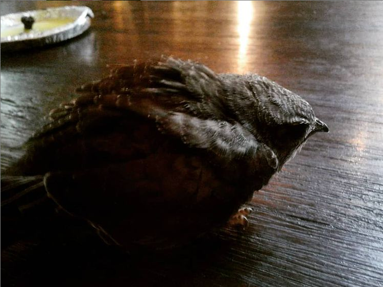AdversaryAnd's tweet photo. Swifts were called "The Devil's Bird" and were thought to have carried the voices of souls who were bound for hell. 

This bit of lore brought to you by the orphaned swift we found today. https://t.co/CnzNqkmAhv