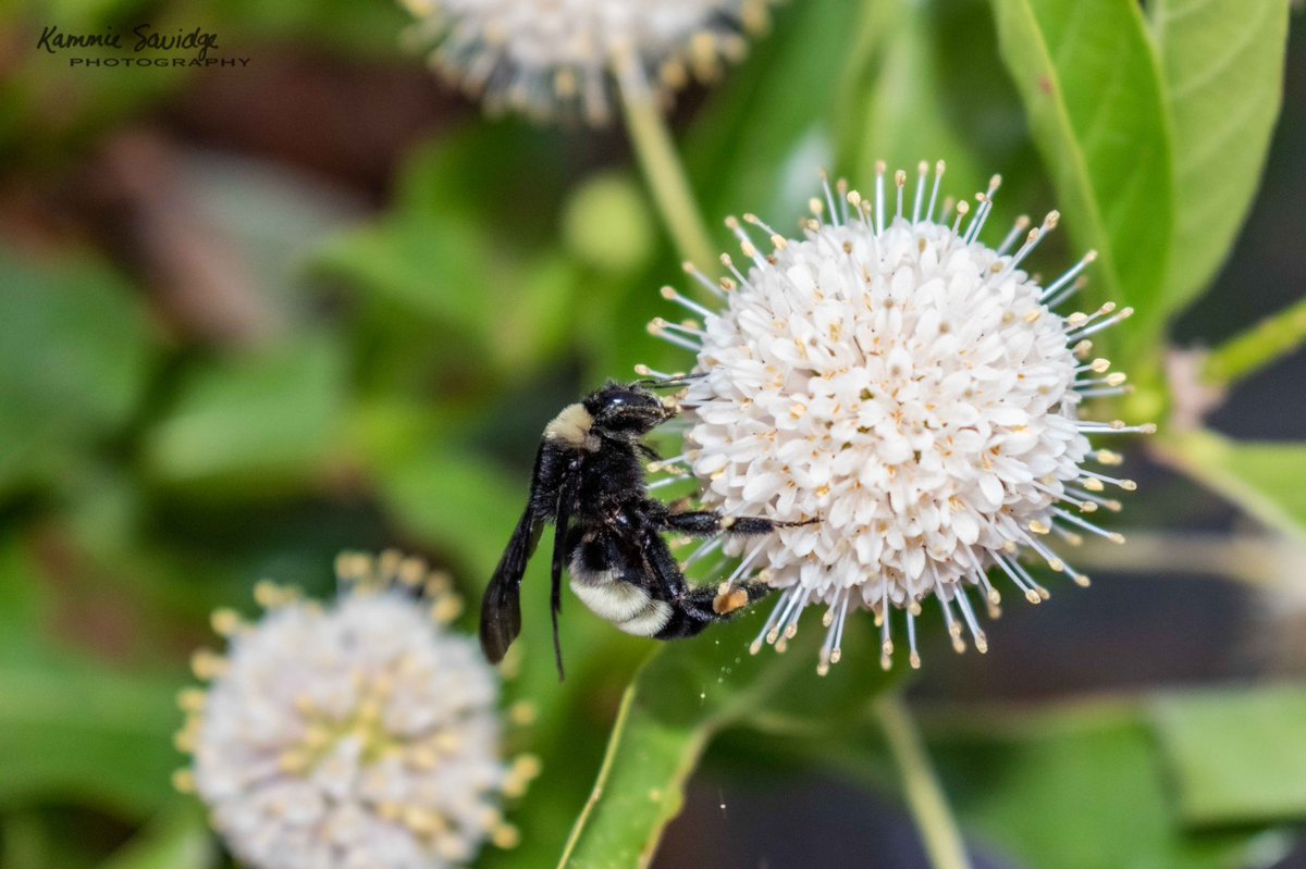 savidge_kammie's tweet photo. “Pollination Progress” Do you see the falling pollen? 
#kammiesavidgephotography #myhappyplace #bumblebee #bees #pollination #nature #naturephotography #wildlife #wildlifephotography #upcloseandpersonal #insects #thingsthatfly #earth #beautiful #naturelovers #outdooradventures https://t.co/tr8MmMGelq