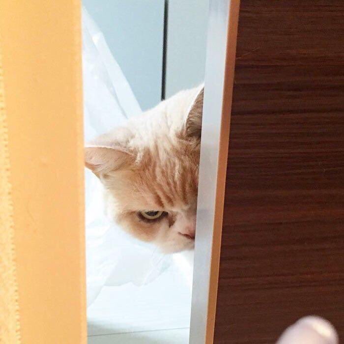 ม่วงแง้ว tweet media