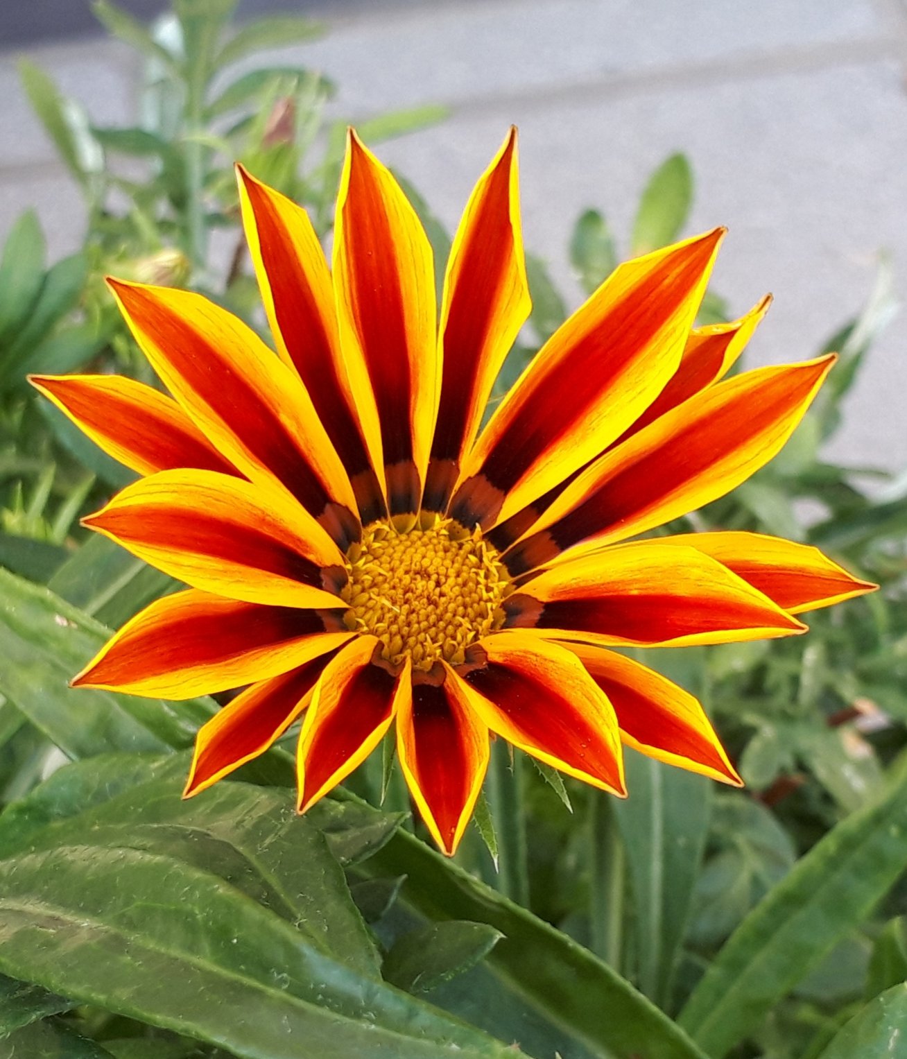 クンショウギク Twitter Search Twitter