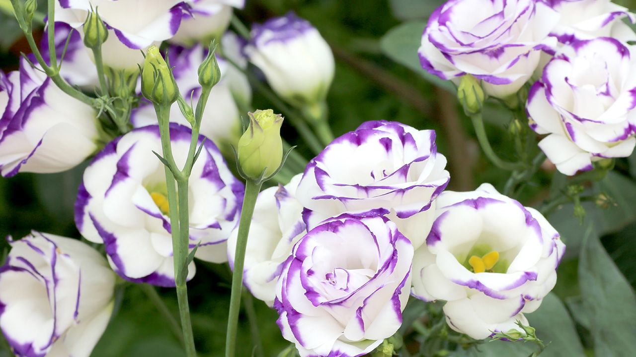 メリアルーム 土日いいね お休みです 今日の花 7月8日の誕生日花は トルコ桔梗 とるこぎきょう 花言葉は よい語らい です この日生まれの人は一見大人しそうですが 内面には驚くほどの熱い思いを秘めています 恋人への嫉妬には注意