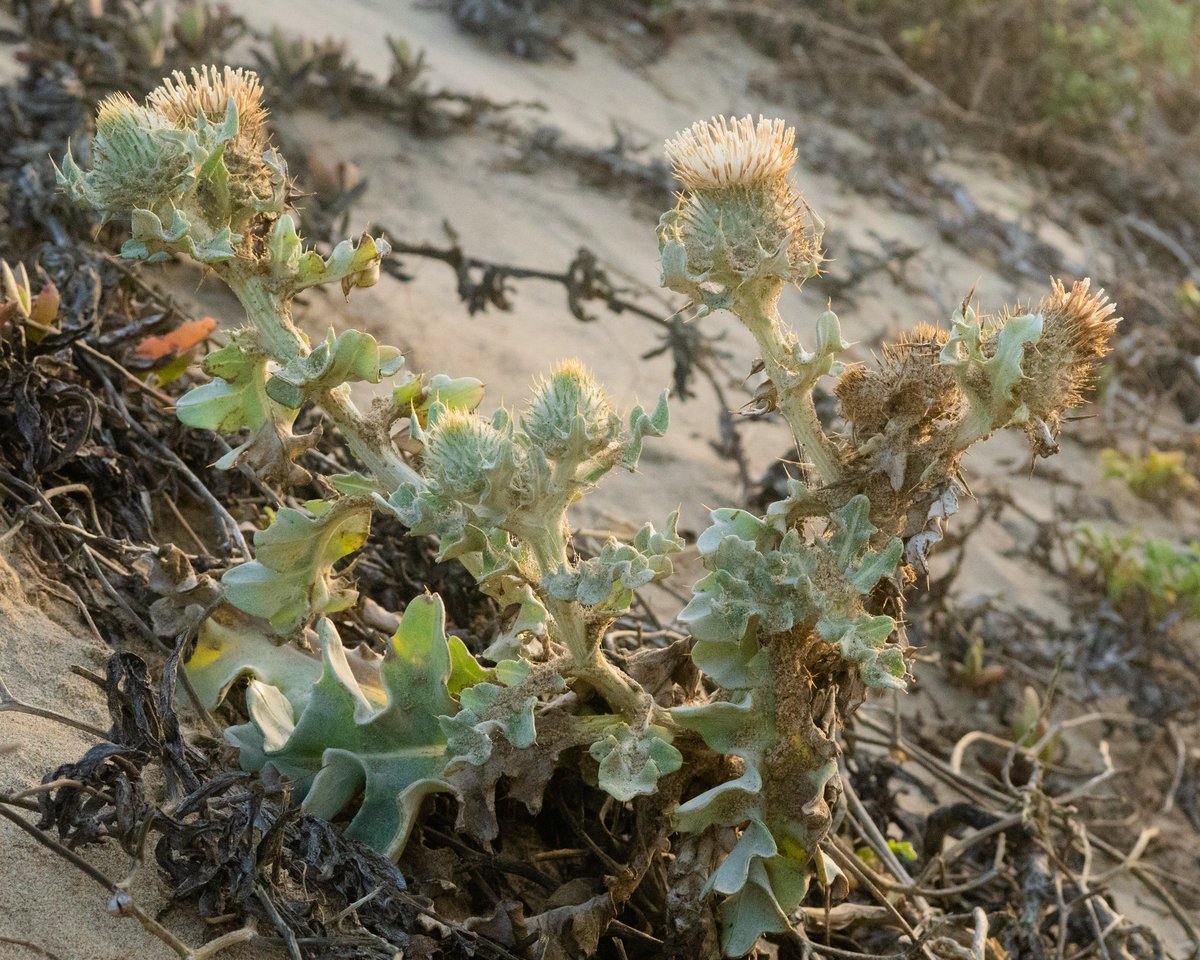 naturewithnora's tweet photo. Cirsium rhothophilum (surf thistle) • endemic to the narrowest, sandiest band of coast in Central California • listed as threatened under the California Endangered Species Act • one of my great botanical loves 💚 • #CaliforniaFlora https://t.co/79o4YR0mTA