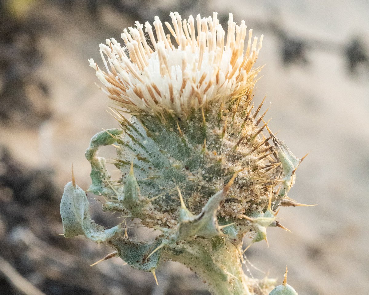 naturewithnora's tweet photo. Cirsium rhothophilum (surf thistle) • endemic to the narrowest, sandiest band of coast in Central California • listed as threatened under the California Endangered Species Act • one of my great botanical loves 💚 • #CaliforniaFlora https://t.co/79o4YR0mTA