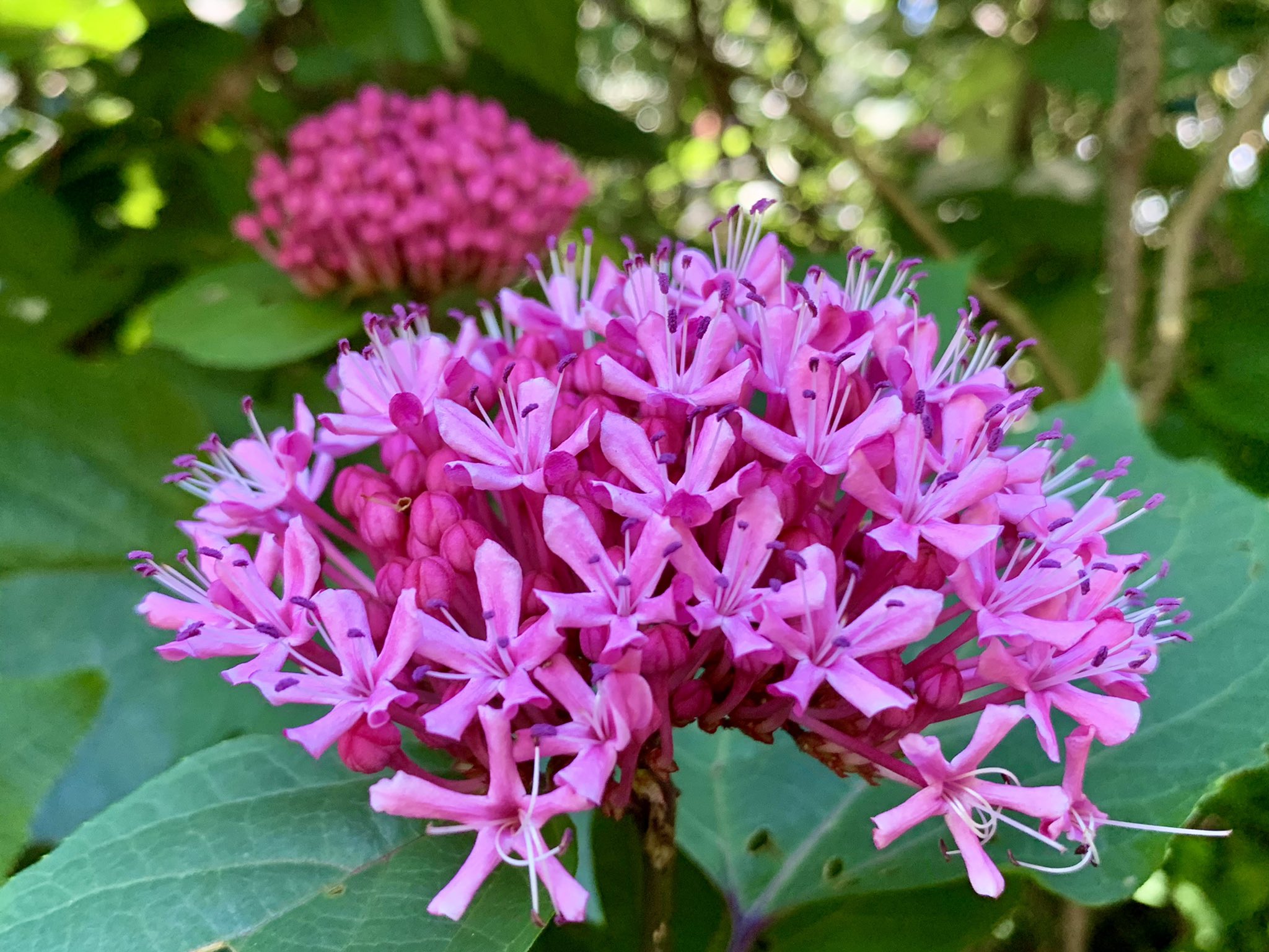 تويتر Cloudsailor 星羅の一日一花 على تويتر ボタンクサギ 牡丹臭木 別名ベニバナクサギ 紅花臭木 ヒマラヤ クサギ ヒマラヤ臭木 小さな濃桃色の五弁花が集合した手鞠形の花穂 花に芳香あり クマツヅラ科クサギ属 中国南部 インド北部原産 Rose Glory