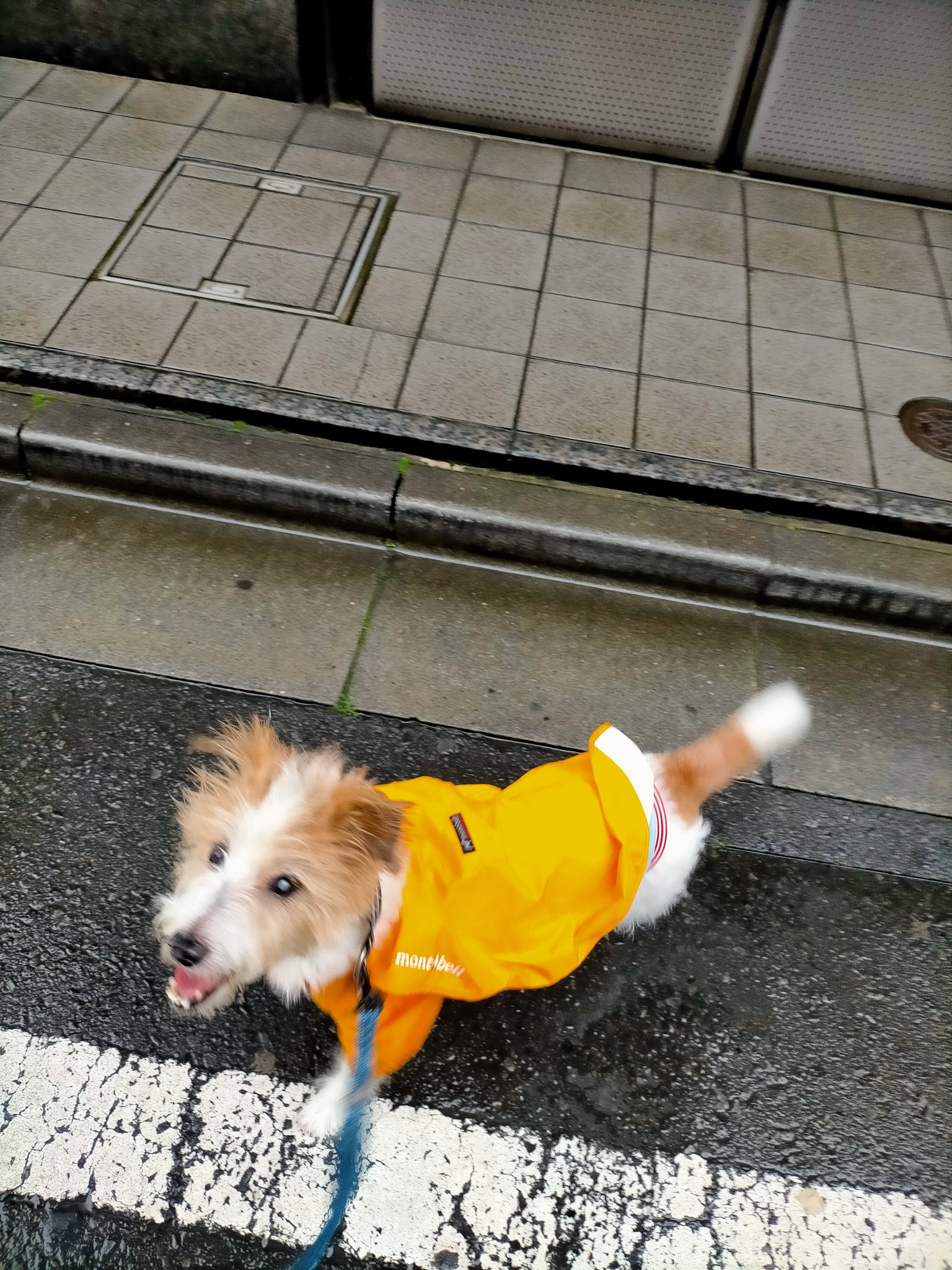 犬用レインコート Twitter Search Twitter