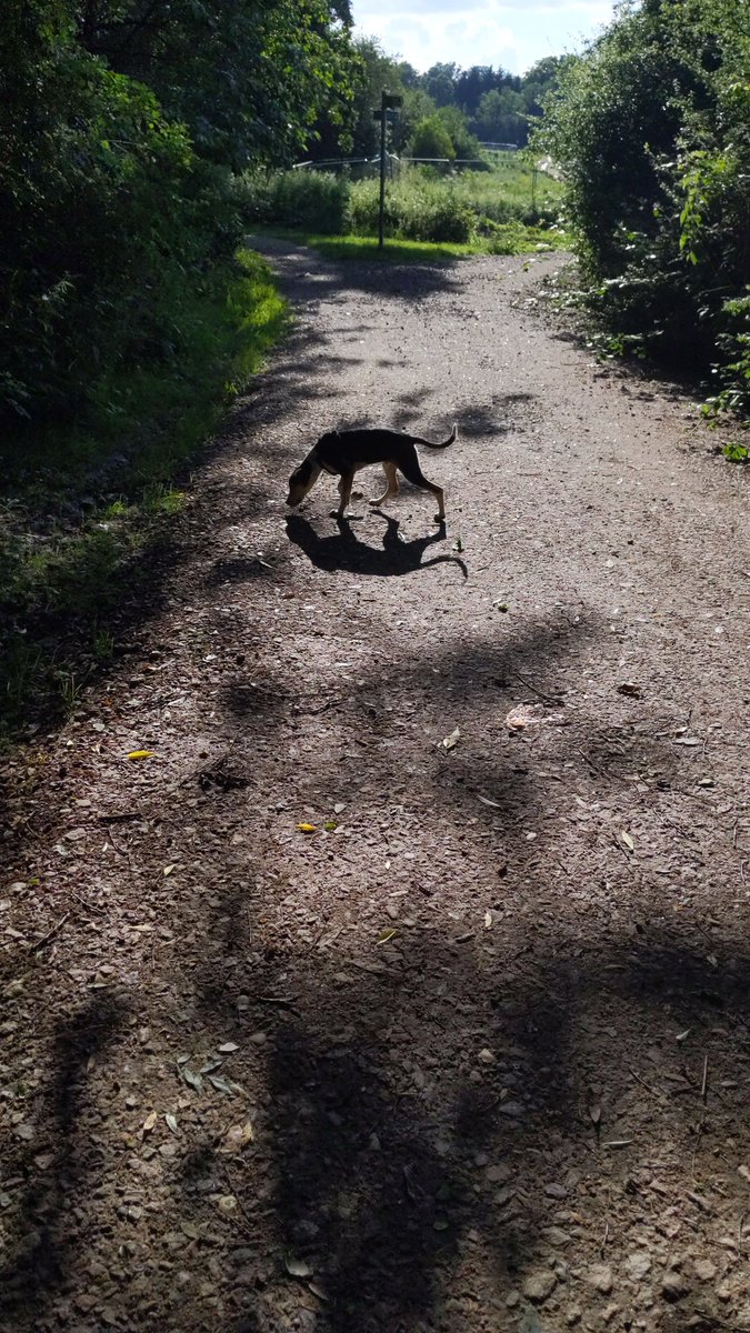 Off the lead on my walk earlier... Exploring the world with my shadow
