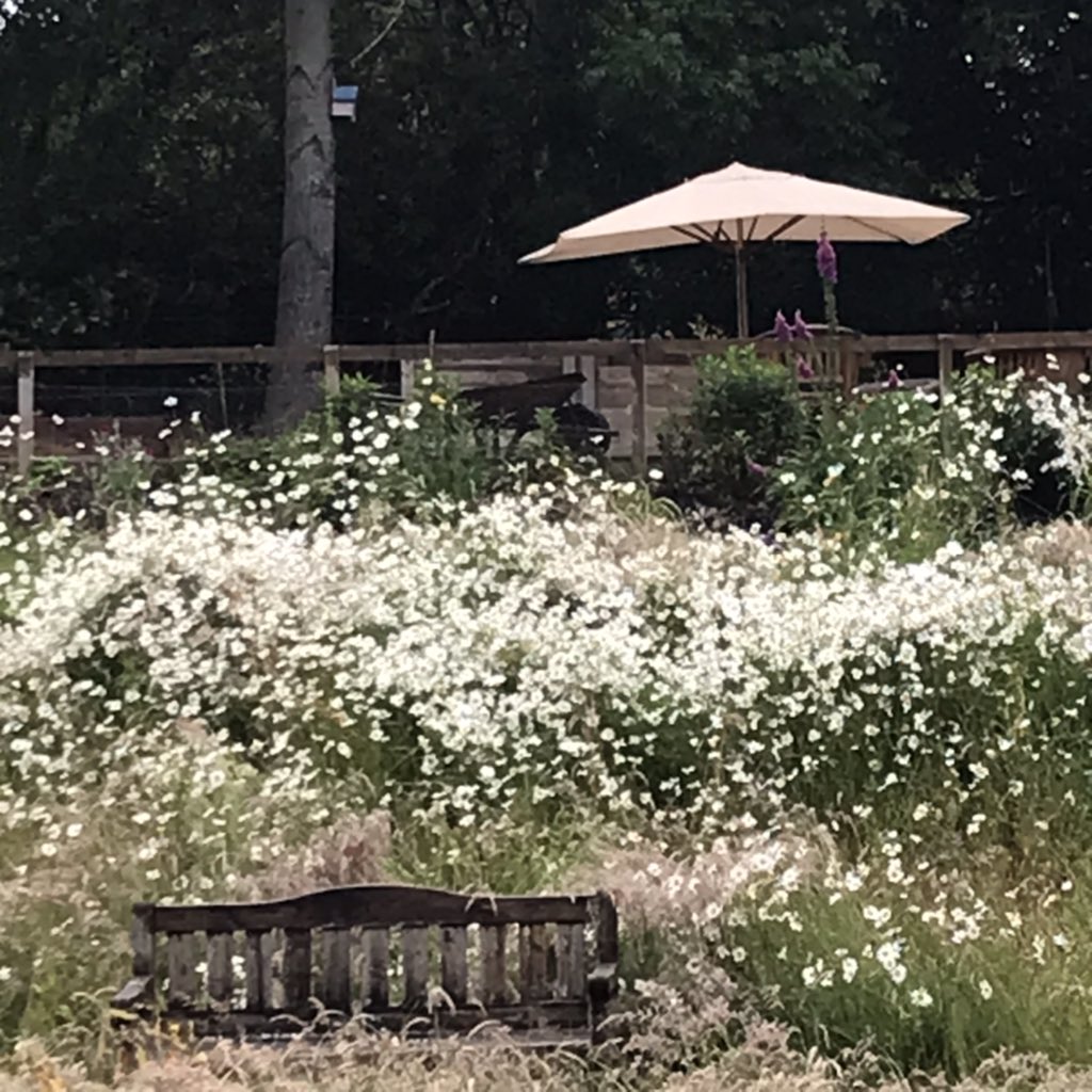 space to grow mental health growing project (@space_grow) on Twitter photo From September 2019 until July 2021. #mothernature1Covid0 ❤️🙏🏻🌱<a href="/MentalHBorders/">NHS Borders Mental Health</a> From September 2019 until July 2021. #mothernature1Covid0 ❤️🙏🏻🌱<a href="/MentalHBorders/">NHS Borders Mental Health</a>