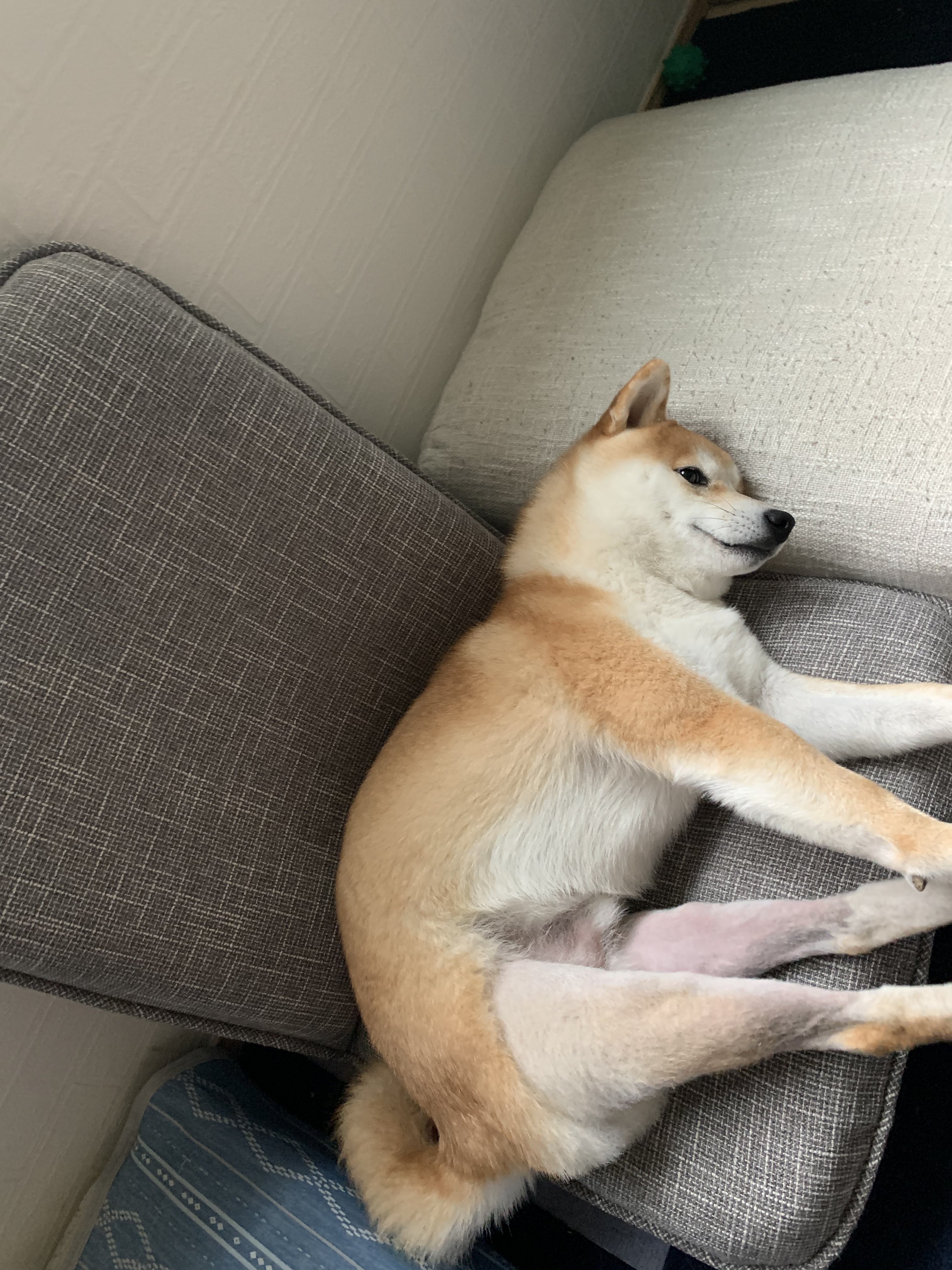 グレード3 Twitter Search Twitter