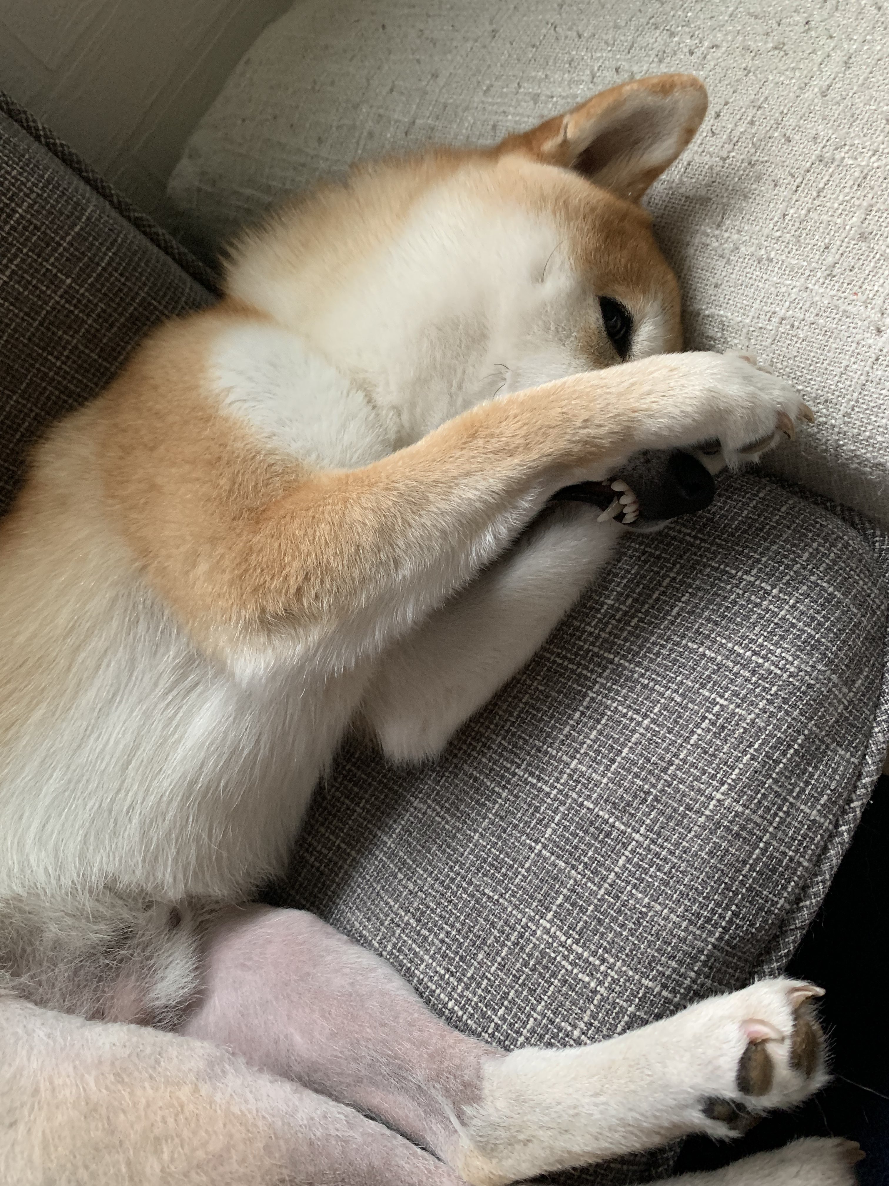 グレード3 Twitter Search Twitter