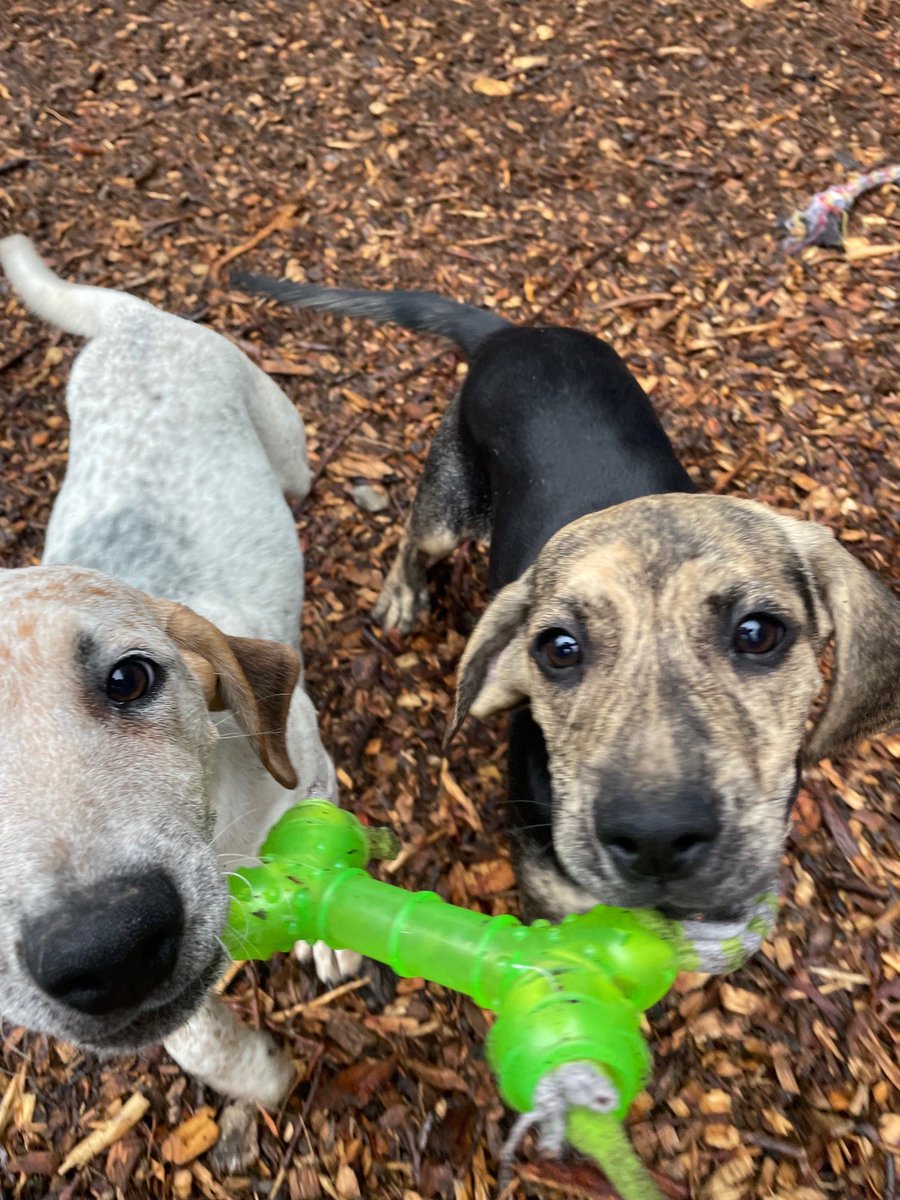Look how good we share 🐶😊🐾. #AdoptDontShop #RescueDogs