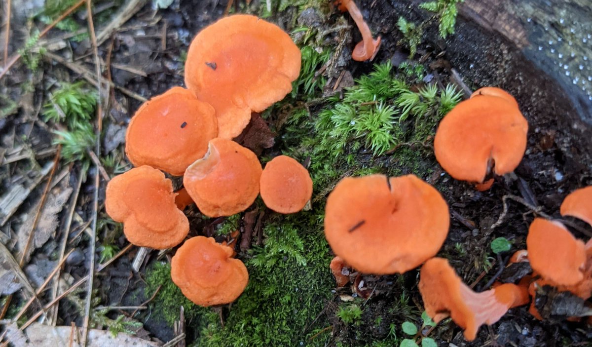 Mushroom Hikes in Westford this Week! - mailchi.mp/4954925968b4/m…