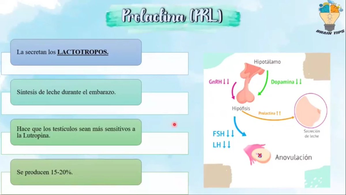 GeovannyCanar's tweet image. Con secreción de leche inesperadamente podemos SOSPECHAR de un TUMOR DE HIPOFISIS secretor de PROLACTINA.

#BRAINTIPS
