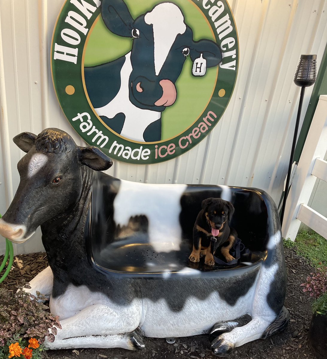 HopkinsCreamery's tweet photo. Moony was excited to get his pup cup, has your pup had one recently? Come grab a treat for you and your best bud!!! https://t.co/Pne5PP91Dl