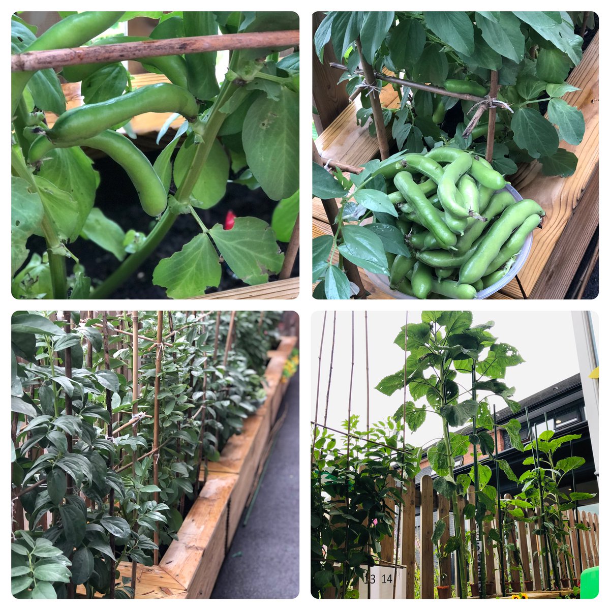Just look at our broad beans 🌱 &amp; sunflowers! 🌻 We planted these together last term and every day the children help with watering &amp; weeding them, extending their enjoyment of nature &amp; gardening.  It’s a joy to witness their imagination and wonder   #broadheath #earlyyears