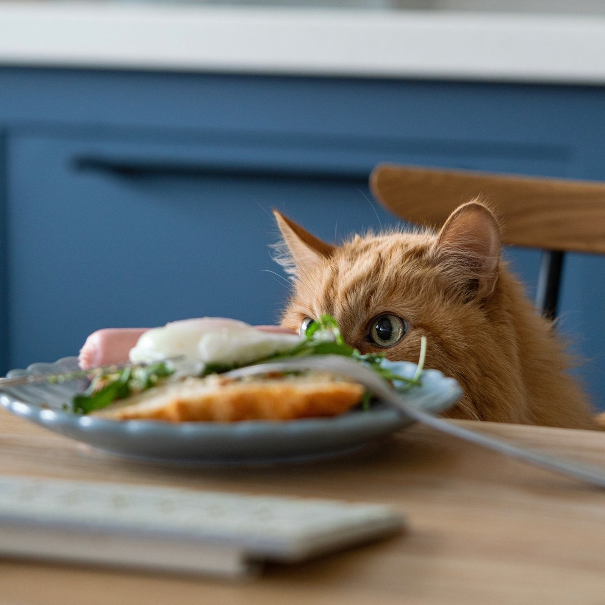 TruBreeder's tweet photo. Obligatory Sunday #brunch post. #itsrequired
#breeder #brunchresponsibly https://t.co/Qq46cin51H
