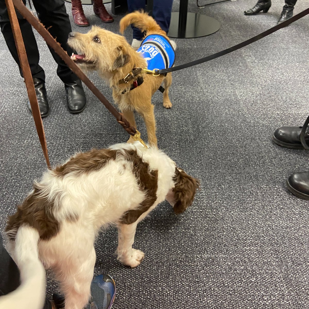 AklCouncil's tweet photo. ๐ถ Rosie ๐ถ
๐ Rodents
๐พ 3 years old
๐ Border Terrier/Jagdterrier
๐ท taken during our Environmental Services team meeting in our Albert Street office.
#BiosecurityDog https://t.co/BAH3MvMcPJ