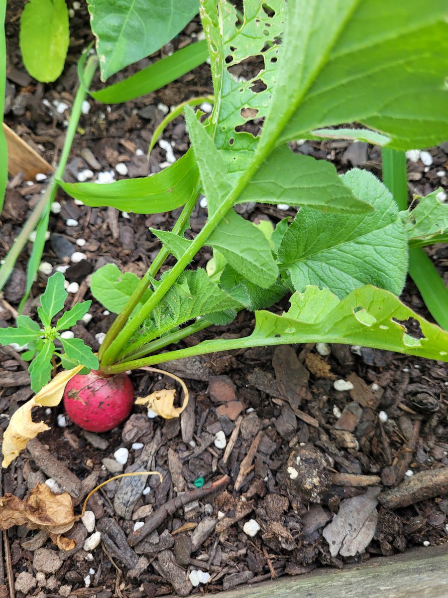 Mrs. Hash tweet media