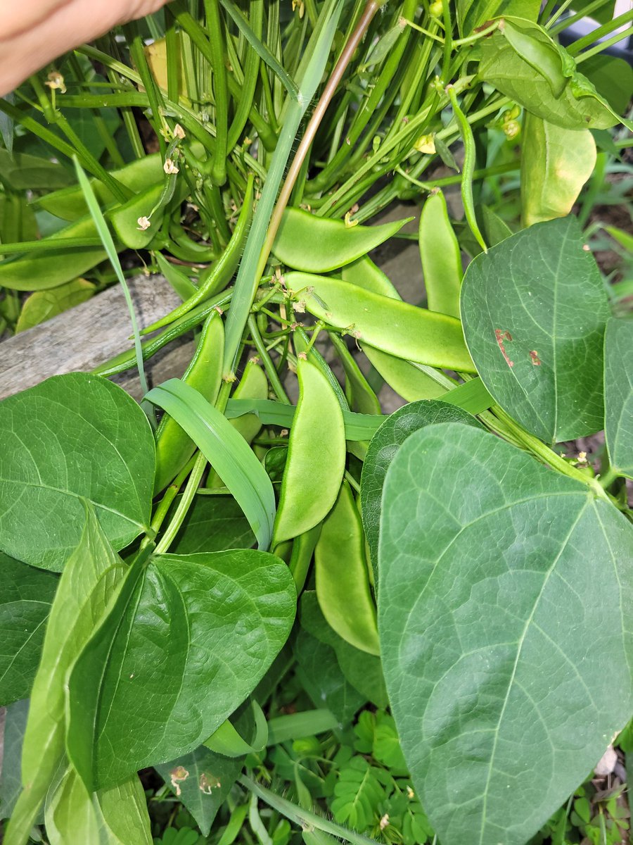 Mrs. Hash tweet media