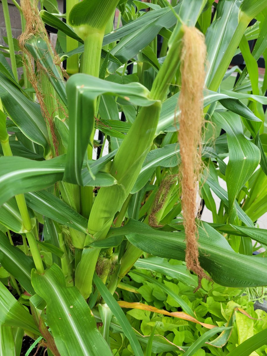 Our crops and sunflowers are getting so big B105. #panthersengaged  #plantscience