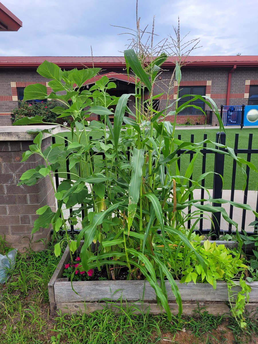 Mrs. Hash tweet media