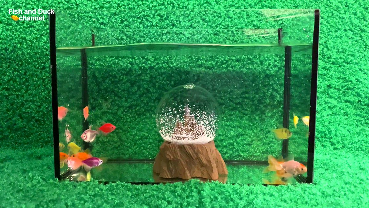 FlakeFood's tweet image. Aquariums: ##GoldFish and ##Glofish ...
 
#AkvaryumBalığı #AquariumSet #Aquascaping #BlackTetra #CáVàng #
 
flakefood.com/330854/aquariu…