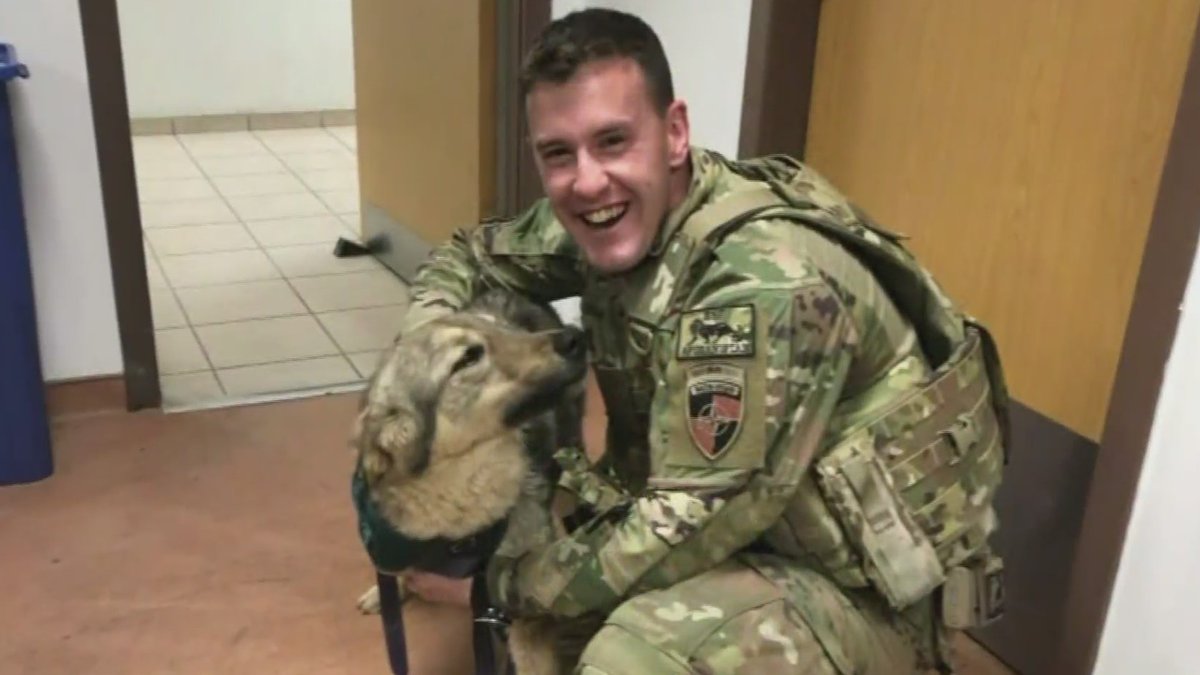 ‘I Just Lost It.’ Attleboro Soldier Returns Home To Find Dog He Fell In Love With In Afghanistan @MikeLaCrosseWBZ boston.cbslocal.com/2021/07/07/att…