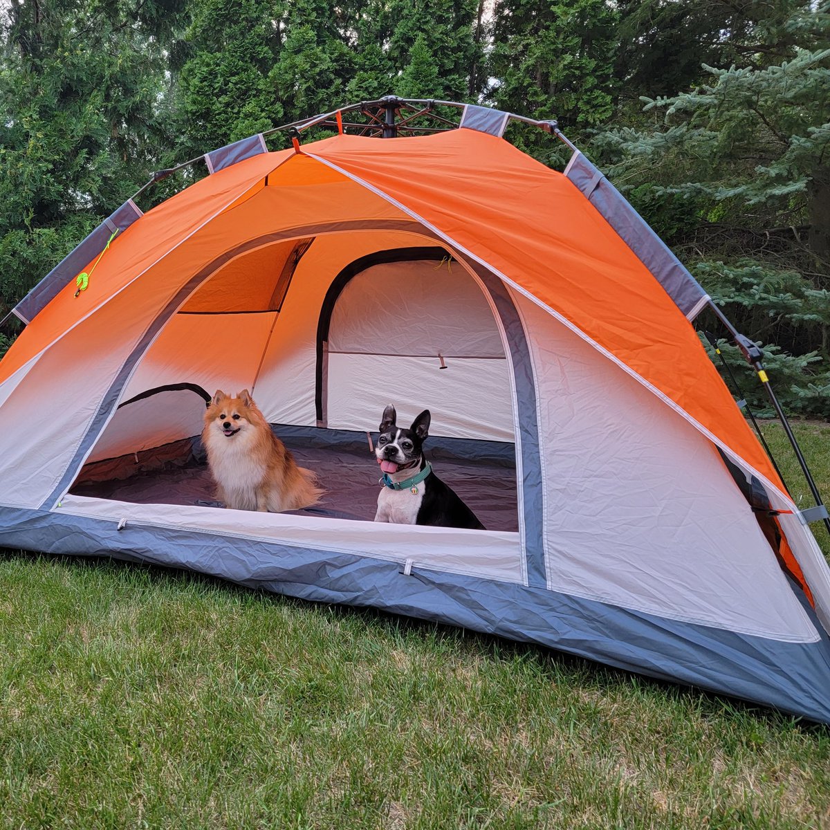 BossyBostons's tweet photo. 🏕 Yappy Campers 🐶
#dogsintents #happycampers #outdoordog #bostonterrier #bostonterriersforever #pomeranian #bostonterrier #orangepomeranian #pom https://t.co/fFNaMi2F2t
