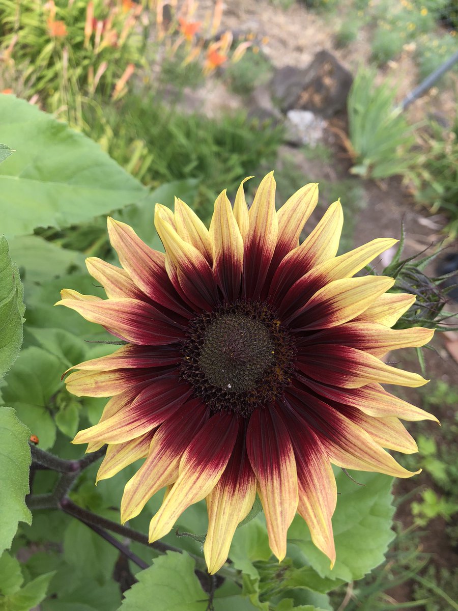 On a positive note. My gardens are blooming. Dahlias, Glads and sunflowers